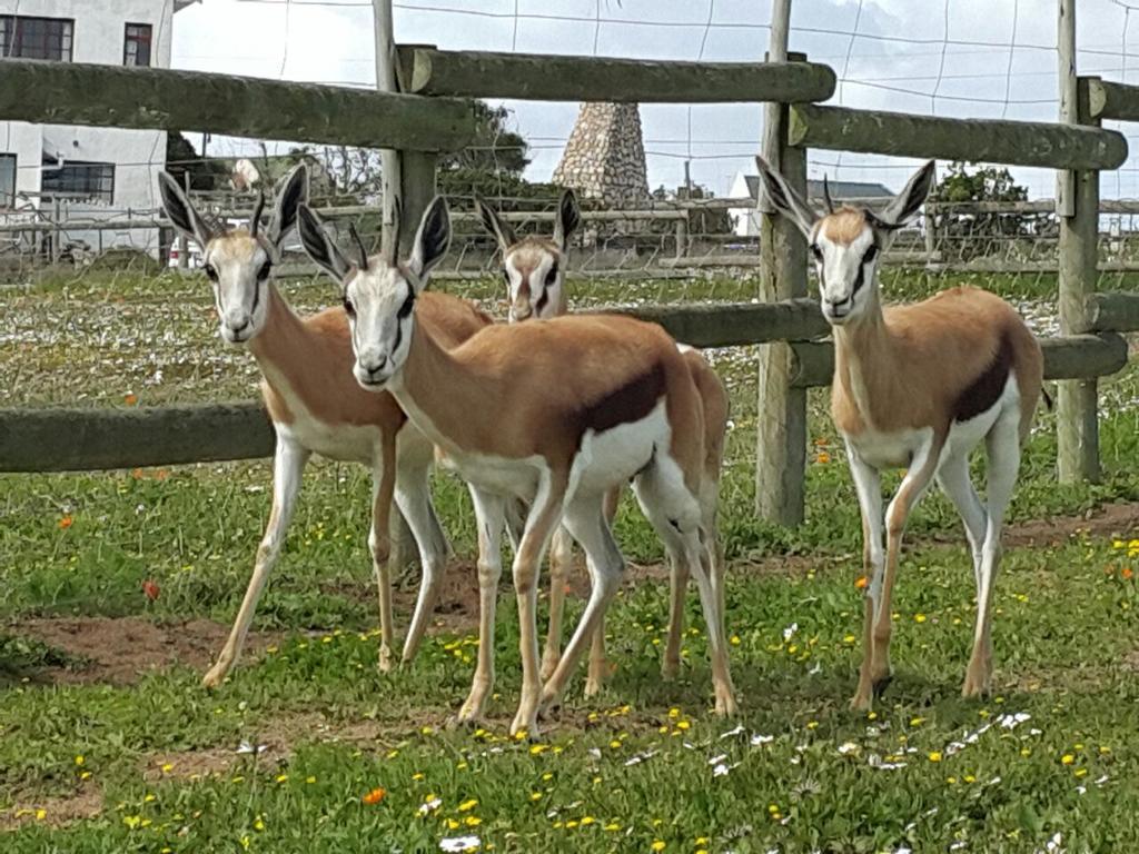 The Stables Accommodation Langebaan Exterior foto